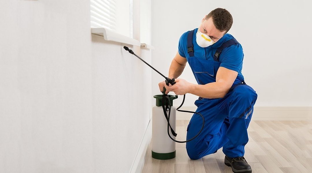 Top Reasons To Call a Professional Pest Control Company – Danny And Company